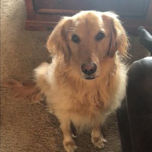 Meet your Posher, Rani